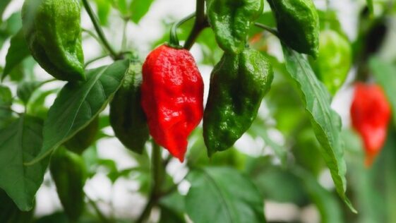 How to Make Ghost Pepper Powder – Yum To The Tum